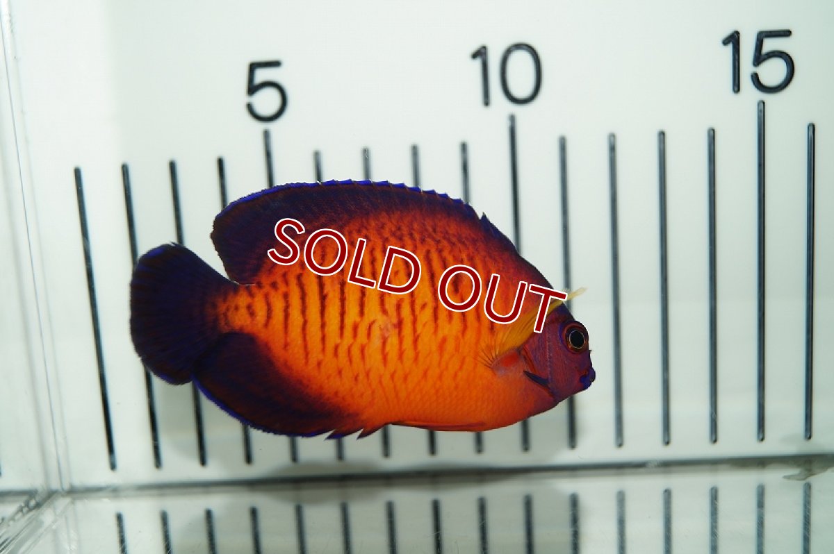 画像3: 【海水魚・ヤッコ】ルリヤッコ（深場タイプ）(1匹)±6-8cm(サンプル画像）（生体）(海水魚)（サンゴ） (3)