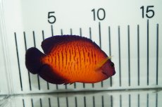 画像3: 【海水魚・ヤッコ】【通販】ルリヤッコ（深場タイプ）(1匹)±6-8cm(サンプル画像）（生体）(海水魚)（サンゴ） (3)