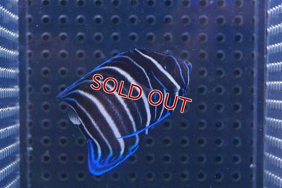 画像2: 【海水魚・ヤッコ】ロクセンヤッコ（幼魚）(1匹)±6-8cm(サンプル画像）（生体）(海水魚)（サンゴ） (2)