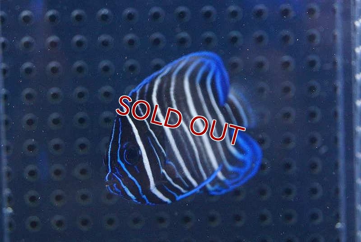 画像3: 【海水魚・ヤッコ】ロクセンヤッコ（幼魚）(1匹)±6-8cm(サンプル画像）（生体）(海水魚)（サンゴ） (3)