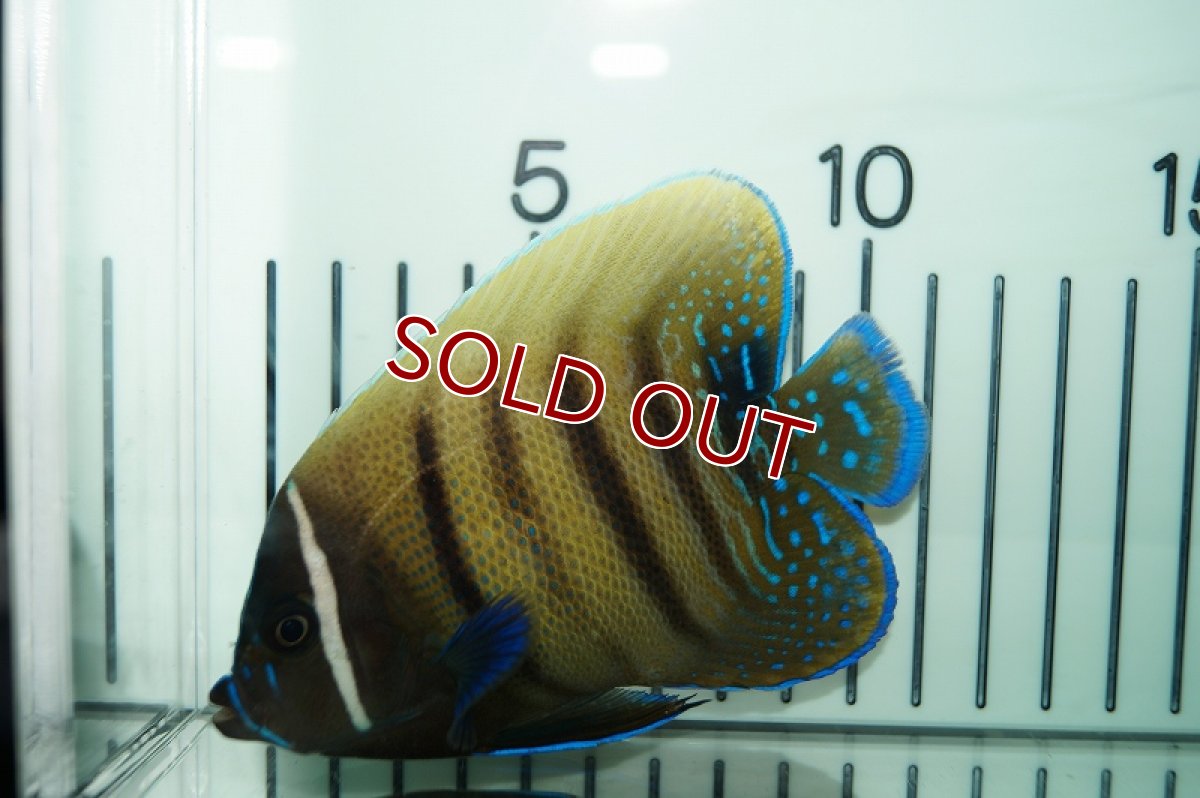 画像2: 【海水魚・ヤッコ】ロクセンヤッコ（ML-Lサイズ）(1匹)±14-16ｃｍ(サンプル画像）（生体）(海水魚)（サンゴ） (2)