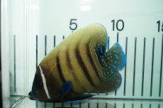 画像2: 【海水魚・ヤッコ】【通販】ロクセンヤッコ（ML-Lサイズ）(1匹)±14-16ｃｍ(サンプル画像）（生体）(海水魚)（サンゴ） (2)