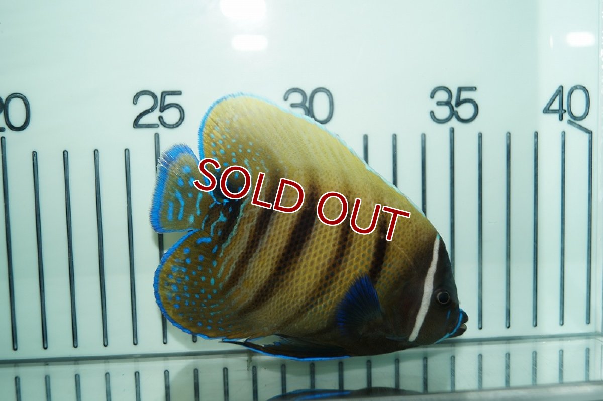 画像3: 【海水魚・ヤッコ】ロクセンヤッコ（ML-Lサイズ）(1匹)±14-16ｃｍ(サンプル画像）（生体）(海水魚)（サンゴ） (3)