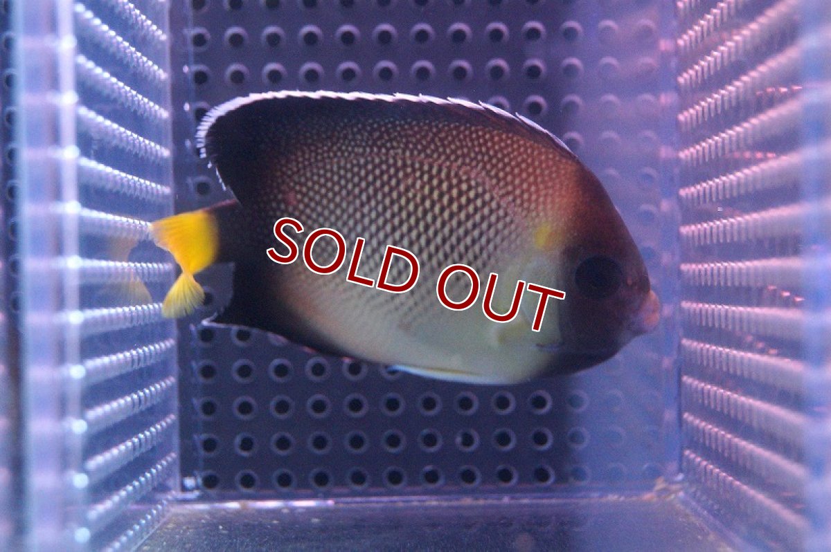 画像2: 【海水魚・ヤッコ】クロシテンヤッコ (MLサイズ）(1匹)±7-9cm(サンプル画像）（生体）(海水魚)（サンゴ） (2)