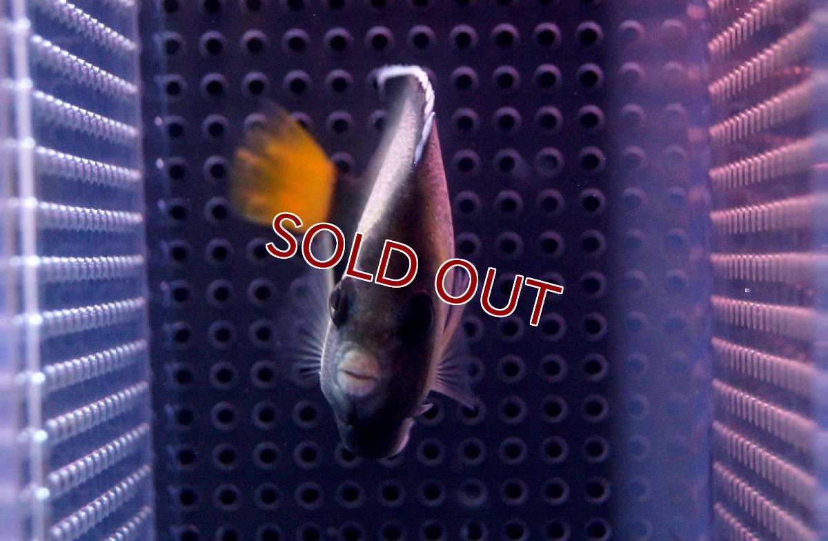 画像3: 【海水魚・ヤッコ】クロシテンヤッコ (MLサイズ）(1匹)±7-9cm(サンプル画像）（生体）(海水魚)（サンゴ） (3)