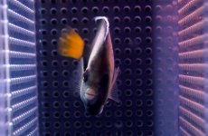 画像3: 【海水魚・ヤッコ】クロシテンヤッコ (SM-Mサイズ）(1匹)±5-7cm(サンプル画像）（生体）(海水魚)（サンゴ） (3)
