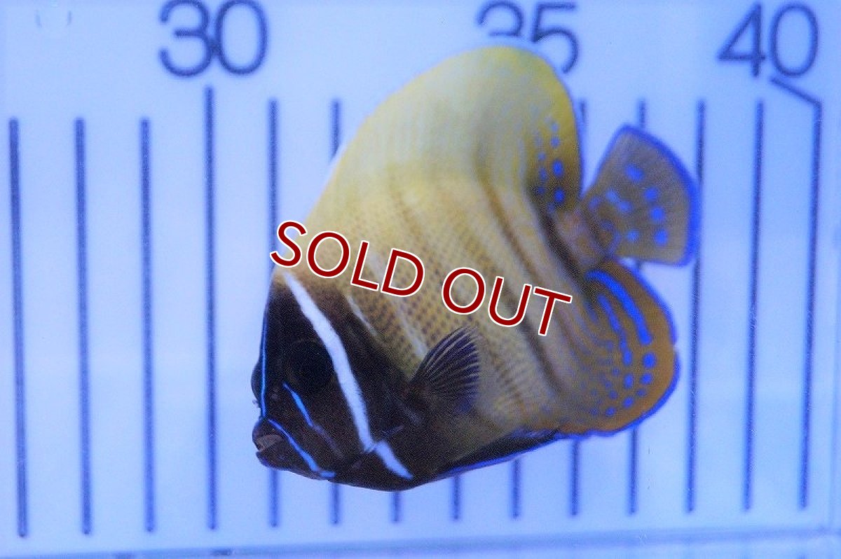 画像2: 【海水魚・ヤッコ】ロクセンヤッコ（Mサイズ）(1匹)±10-12cm(サンプル画像）（生体）(海水魚)（サンゴ） (2)