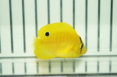 画像1: 【海水魚・ヤッコ】シテンヤッコ（XS-Sサイズ）(1匹)±3-5cm（生体）(海水魚)（サンゴ） (1)