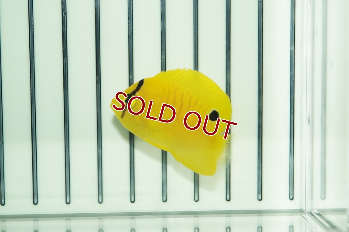 画像2: 【海水魚・ヤッコ】シテンヤッコ（XS〜Sサイズ）(1匹)±3.5-5cm（生体）(海水魚)（サンゴ） (2)