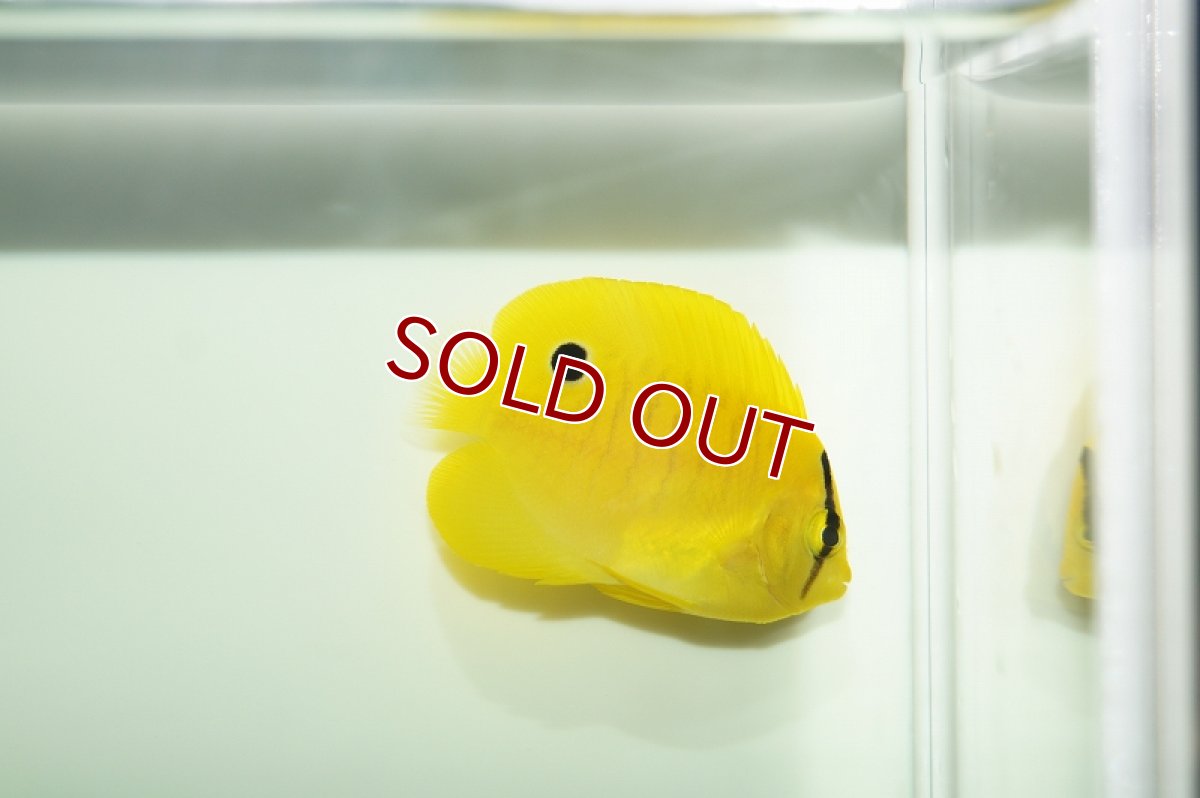 画像3: 【海水魚・ヤッコ】シテンヤッコ（XS〜Sサイズ）(1匹)±3.5-5cm（生体）(海水魚)（サンゴ） (3)