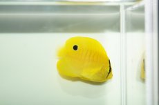 画像3: 【海水魚・ヤッコ】シテンヤッコ（XS-Sサイズ）(1匹)±3-5cm（生体）(海水魚)（サンゴ） (3)