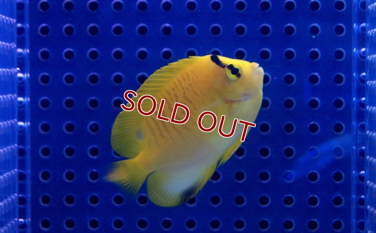 画像2: 【海水魚・ヤッコ】シテンヤッコ（SMサイズ）(1匹)(サンプル画像）（生体）(海水魚)（サンゴ） (2)