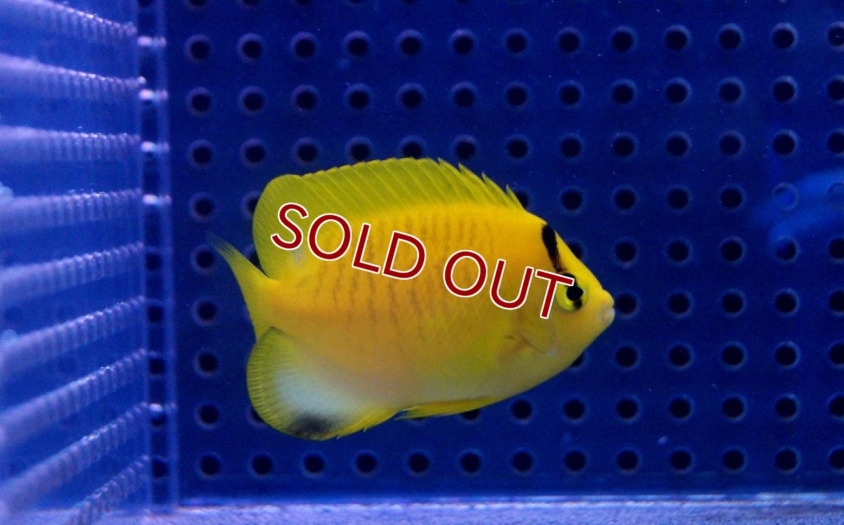 画像3: 【海水魚・ヤッコ】シテンヤッコ（SMサイズ）(1匹)(サンプル画像）（生体）(海水魚)（サンゴ） (3)