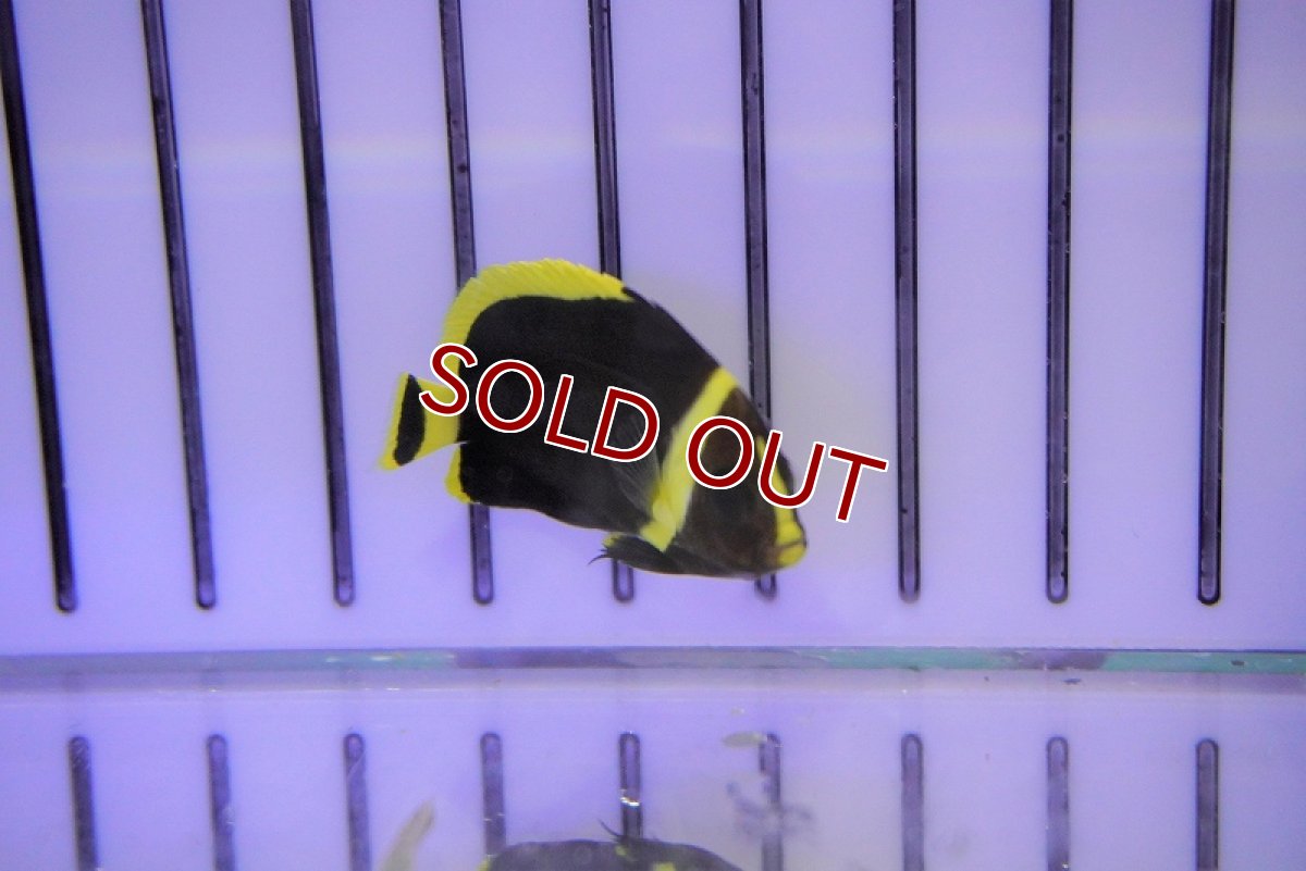 画像2: 【海水魚・ヤッコ】キヘリキンチャクダイ（幼魚）XS-Sサイズ(1匹)±3-5cm　(サンプル画像）（生体）(海水魚)（サンゴ） (2)