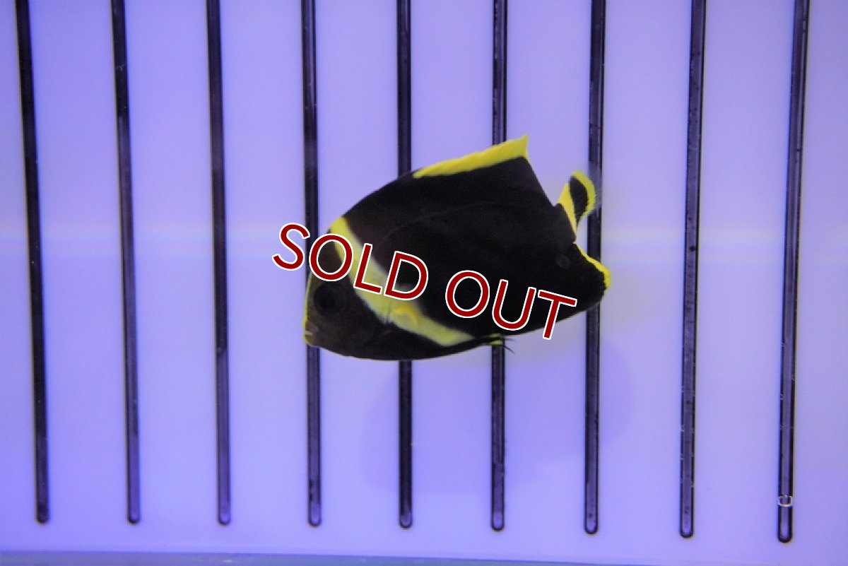 画像4: 【海水魚・ヤッコ】キヘリキンチャクダイ（幼魚）XS-Sサイズ(1匹)±3-5cm　(サンプル画像）（生体）(海水魚)（サンゴ） (4)