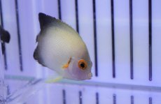 画像1: 【海水魚・ヤッコ】【通販】ナメラヤッコ（Sサイズ）(1匹)±4-5cm (サンプル画像）（生体）(海水魚)（サンゴ） (1)