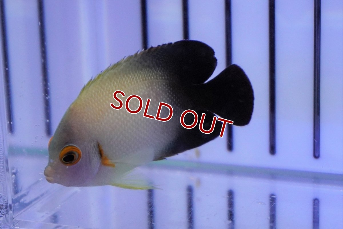 画像2: 【海水魚・ヤッコ】ナメラヤッコ（Sサイズ）(1匹)±4-5cm (サンプル画像）（生体）(海水魚)（サンゴ） (2)