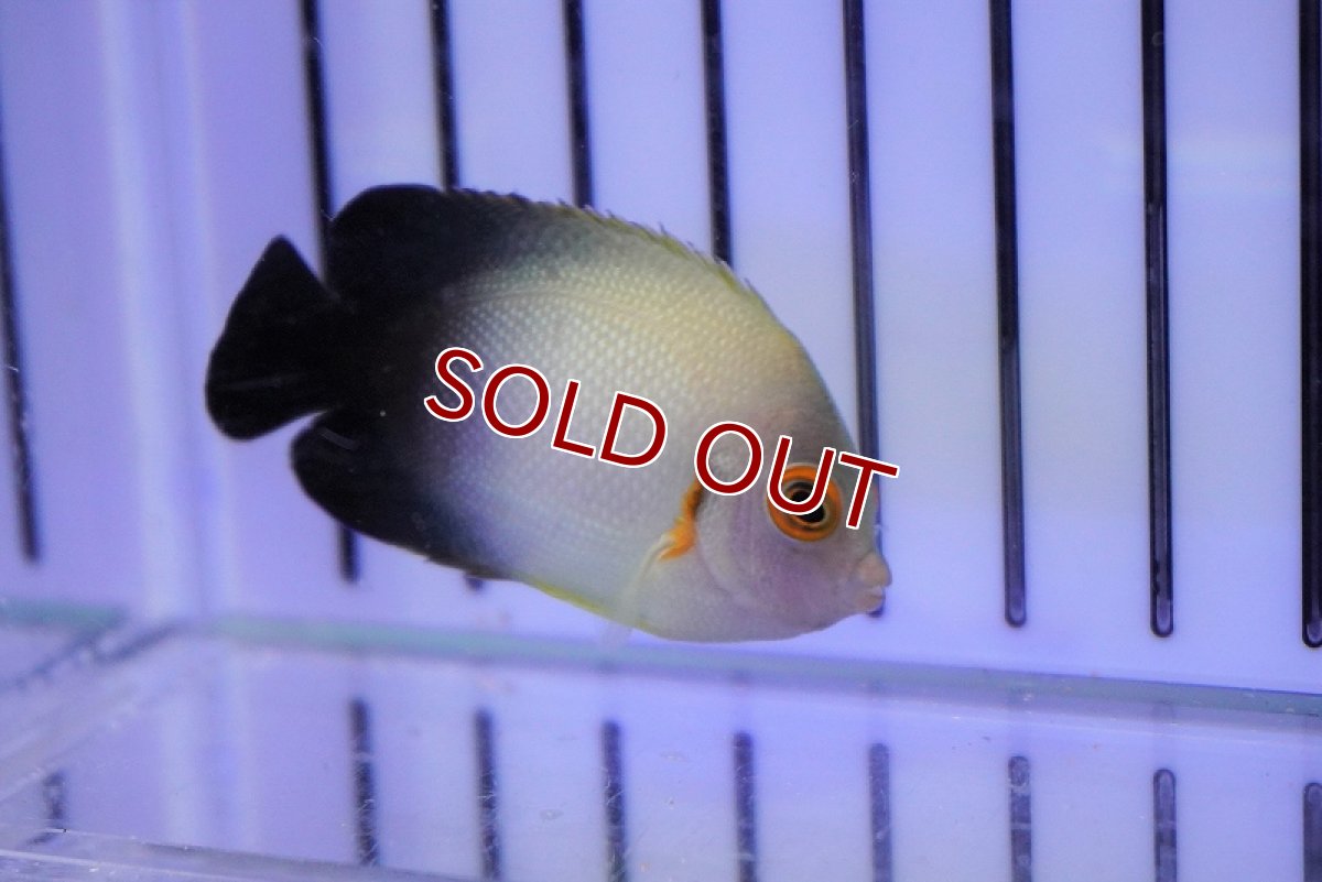 画像3: 【海水魚・ヤッコ】ナメラヤッコ（Sサイズ）(1匹)±4-5cm (サンプル画像）（生体）(海水魚)（サンゴ） (3)