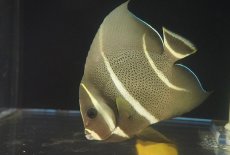 画像3: 【海水魚・ヤッコ】グレーエンゼル（MLーLサイズ）±13-15cm (サンプル画像）（生体）(海水魚) (3)