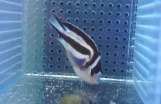 画像2: 【海水魚・ヤッコ】【通販】ベルズエンゼル（♀）(1匹)±6-7cm　(サンプル画像）（生体）(海水魚) (2)