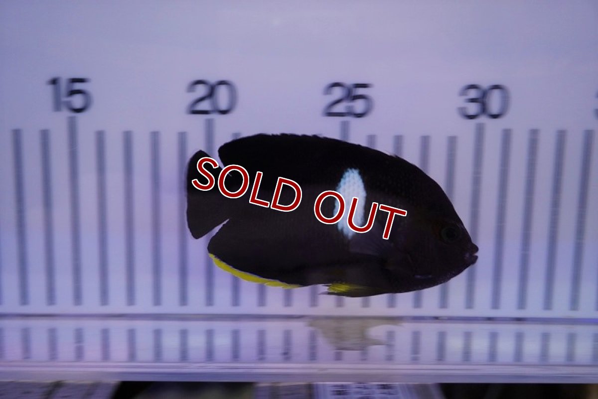 画像2: 【海水魚・ヤッコ】アブラヤッコ（Lサイズ）　　(1匹)±8-10cm (サンプル画像）（生体）(海水魚) (2)