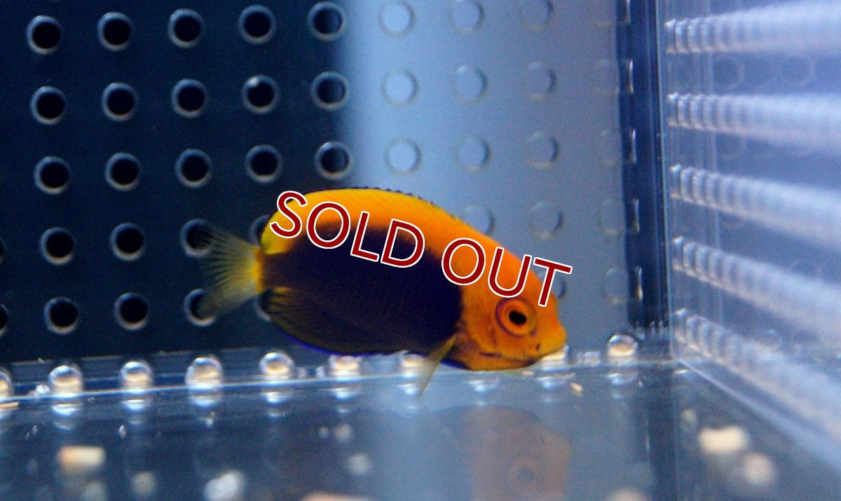 画像2: 【ウィンターセール 10％OFF対象商品】【海水魚・ヤッコ】アフリカンフレームバックエンゼル（S-SMサイズ）(1匹)±4-6cm　(サンプル画像）（生体）(海水魚) (2)