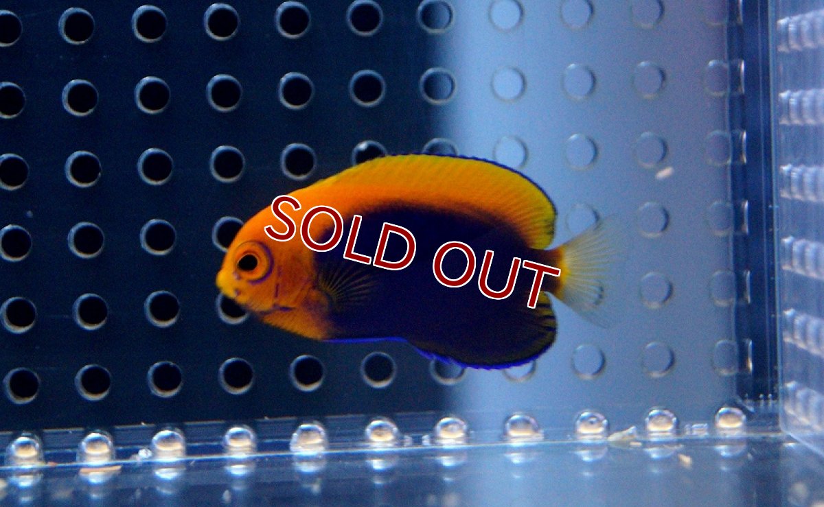 画像3: 【ウィンターセール 10％OFF対象商品】【海水魚・ヤッコ】アフリカンフレームバックエンゼル（S-SMサイズ）(1匹)±4-6cm　(サンプル画像）（生体）(海水魚) (3)