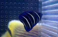 画像1: 【海水魚・ヤッコ】【通販】ブルーフェイスエンゼル(アデヤッコ) 幼魚 (1匹)±4-5cm (サンプル画像）（生体）(海水魚) (1)