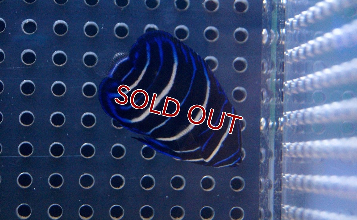 画像2: 【海水魚・ヤッコ】ブルーフェイスエンゼル(アデヤッコ) 幼魚 (1匹)±4-5cm (サンプル画像）（生体）(海水魚) (2)