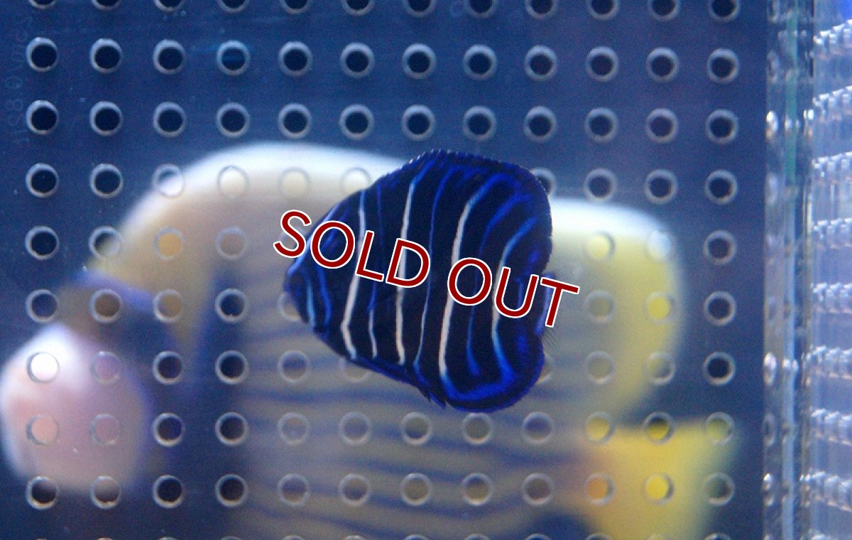 画像3: 【海水魚・ヤッコ】ブルーフェイスエンゼル(アデヤッコ) 幼魚 (1匹)±4-5cm (サンプル画像）（生体）(海水魚) (3)