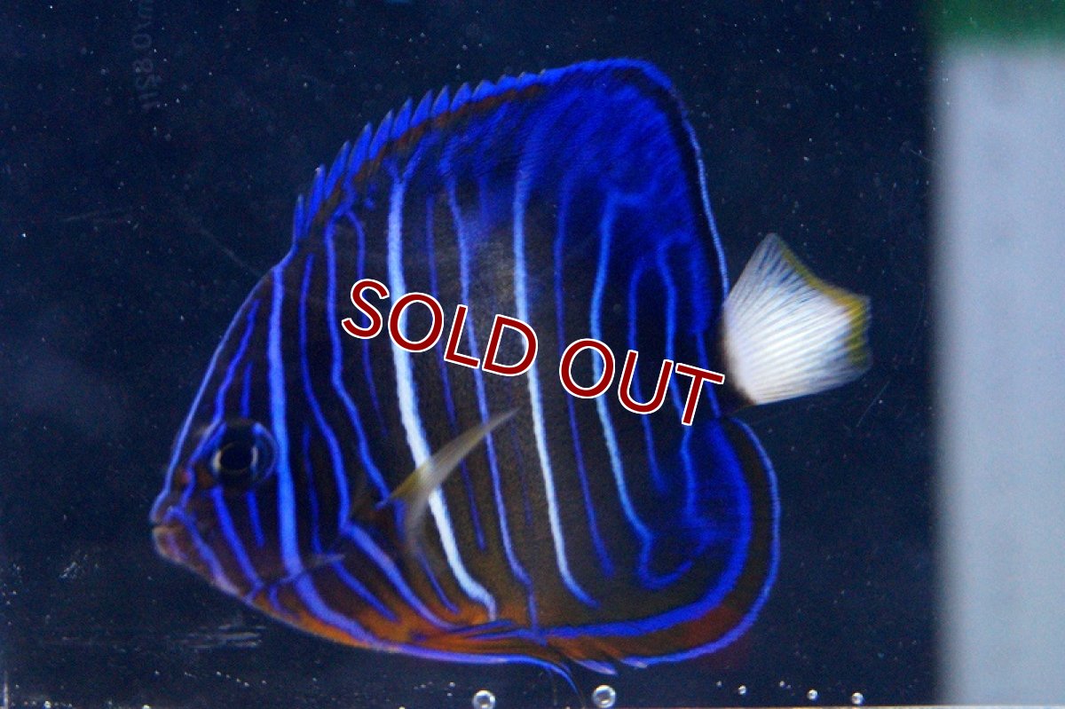 画像2: 【海水魚・ヤッコ】ワヌケヤッコ（幼魚）MLサイズ(1匹)±7-8cm (サンプル画像）（生体）(海水魚) (2)