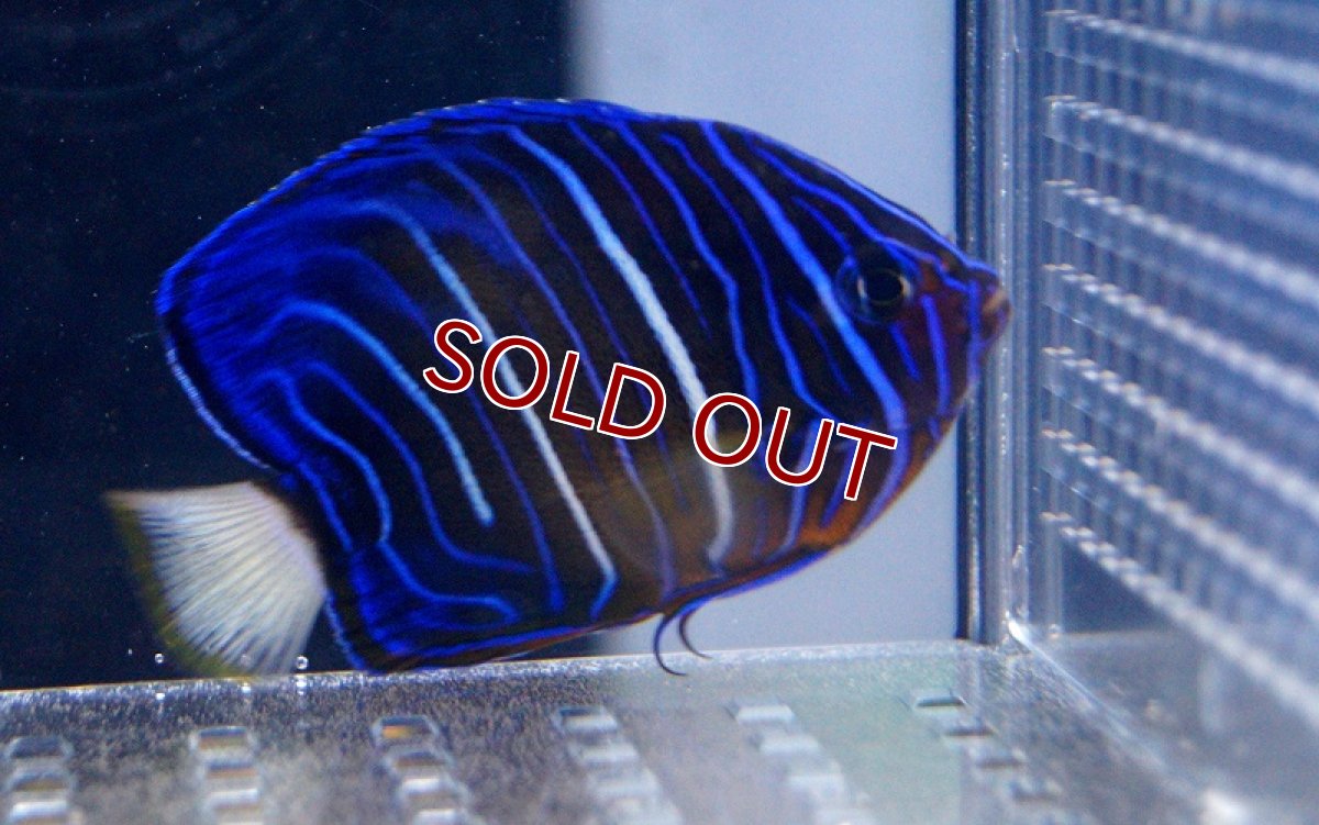 画像3: 【海水魚・ヤッコ】ワヌケヤッコ（幼魚）MLサイズ(1匹)±7-8cm (サンプル画像）（生体）(海水魚) (3)