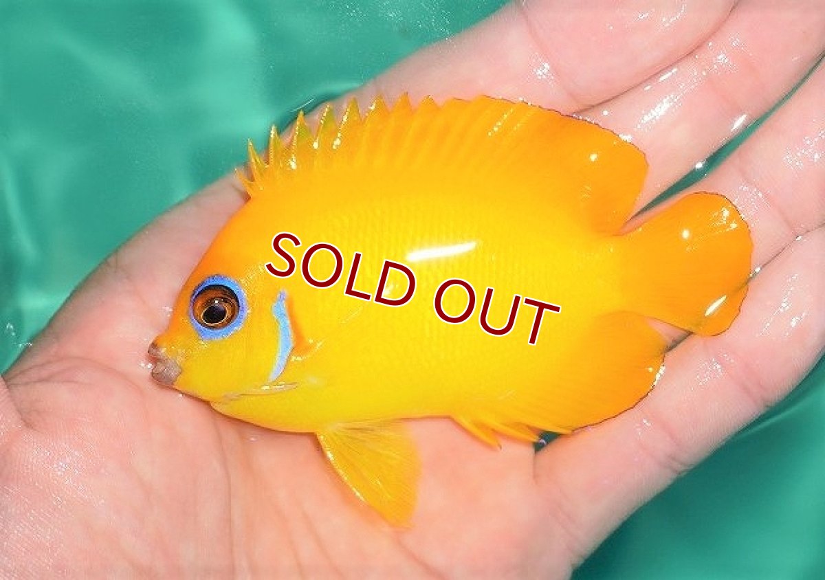 画像2: 【海水魚・ヤッコ】【通販】【マーシャル島産】レモンピール（M-MLサイズ）（1匹）（±6-7cm）（サンプル画像）（生体）(海水魚)（サンゴ） (2)