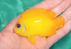 画像2: 【海水魚・ヤッコ】【通販】レモンピール（MLサイズ）（1匹）（±6-8cm）（サンプル画像）（生体）(海水魚)（サンゴ） (2)