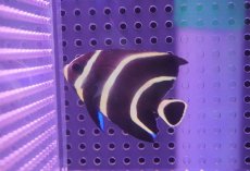 画像1: 【海水魚・ヤッコ】【通販】フレンチエンゼル（SM)【1匹】（±5-6cm）（サンプル画像）（生体）(海水魚)（サンゴ） (1)