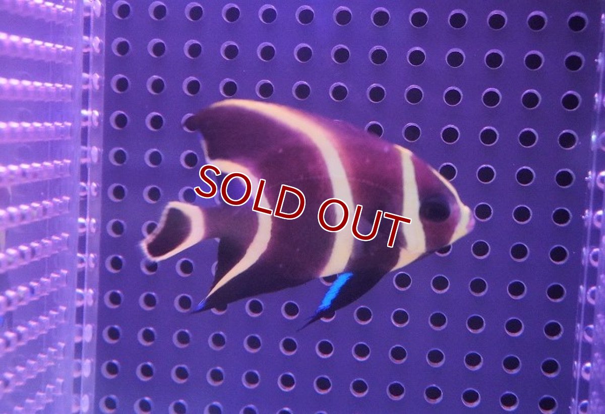 画像2: 【海水魚・ヤッコ】フレンチエンゼル（SM)【1匹】（±5-6cm）（サンプル画像）（生体）(海水魚)（サンゴ） (2)