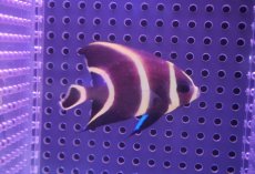 画像2: 【海水魚・ヤッコ】【通販】フレンチエンゼル（SM)【1匹】（±5-6cm）（サンプル画像）（生体）(海水魚)（サンゴ） (2)