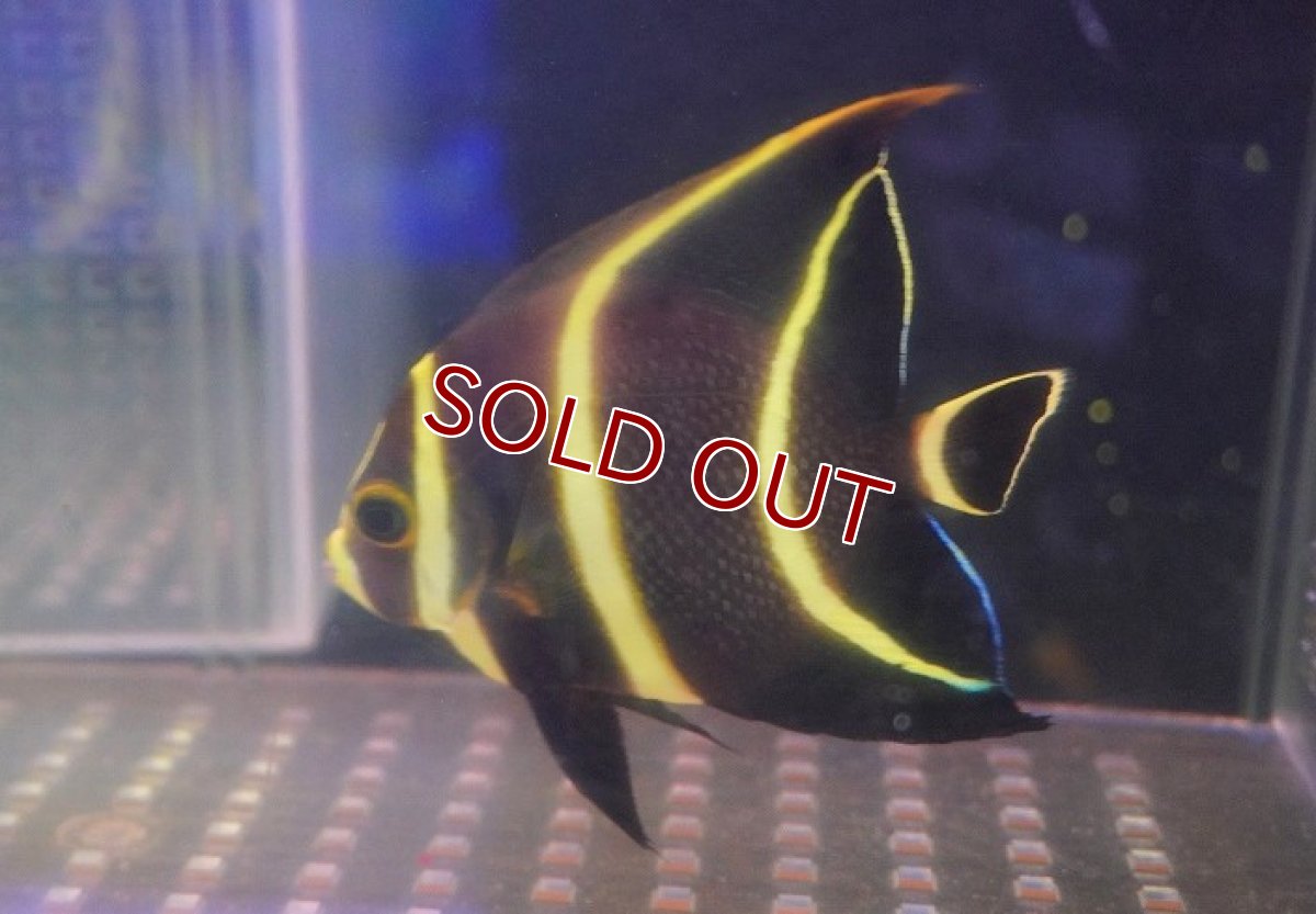 画像2: 【海水魚・ヤッコ】フレンチエンゼル（M)【1匹】（±9-11cm）（サンプル画像）（生体）(海水魚)（サンゴ） (2)