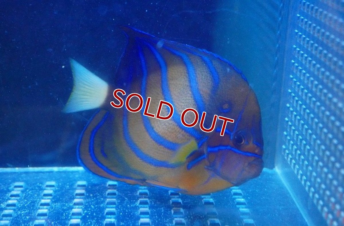 画像2: 【海水魚・ヤッコ】【通販】ワヌケヤッコ（Mサイズ）【1匹】（±10-12cm）（サンプル画像）（生体）(海水魚)（サンゴ） (2)