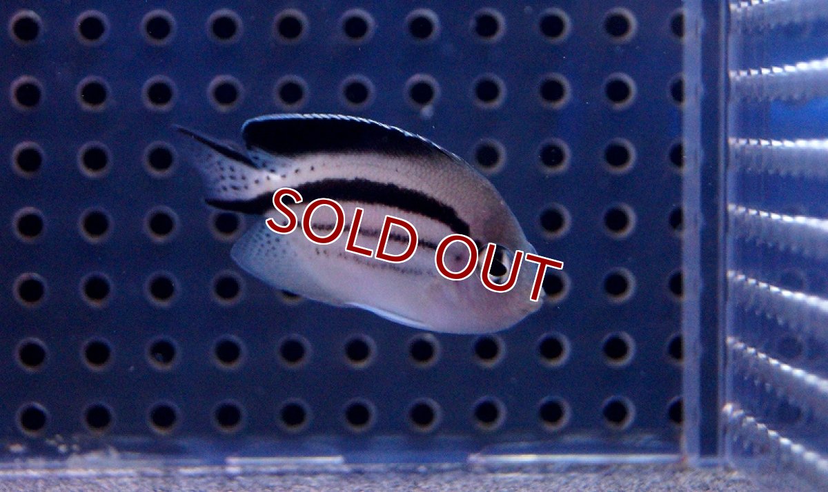 画像2: 【海水魚・ヤッコ】タテジマヤッコ（SーSMサイズ）【1匹】（±4-6cm）（サンプル画像）（生体）(海水魚)（サンゴ） (2)