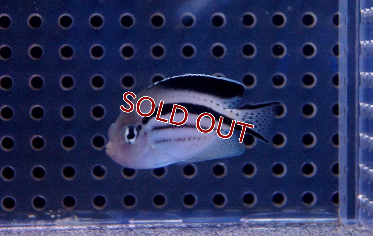 画像3: 【海水魚・ヤッコ】タテジマヤッコ（SーSMサイズ）【1匹】（±4-6cm）（サンプル画像）（生体）(海水魚)（サンゴ） (3)