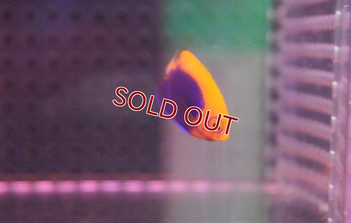 画像2: 【海水魚・ヤッコ】【通販】可愛いサイズです♪アフリカンフレームバックエンゼル（XS)(個体販売）（±3-3.5cm）（生体）(海水魚)（サンゴ） (2)