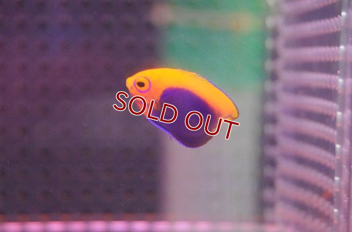 画像3: 【海水魚・ヤッコ】【通販】可愛いサイズです♪アフリカンフレームバックエンゼル（XS)(個体販売）（±3-3.5cm）（生体）(海水魚)（サンゴ） (3)