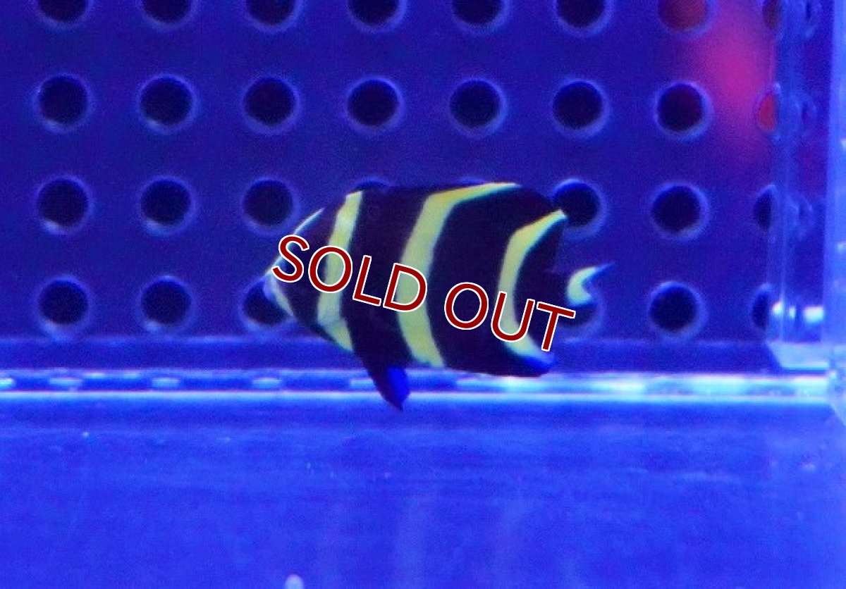 画像2: 【海水魚・ヤッコ】可愛いサイズ♪グレーエンゼル（XS)【1匹】（±3-3.5cm）（サンプル画像）（生体）(海水魚) (2)