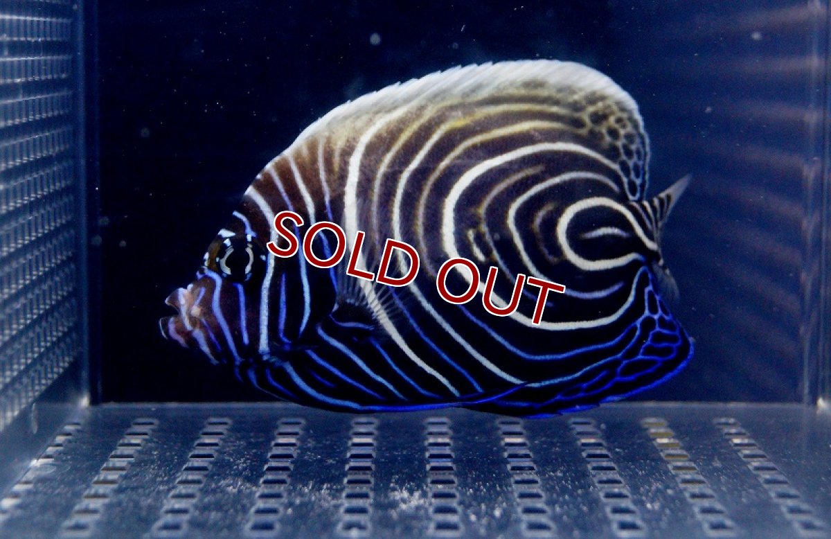 画像2: 【海水魚】ウズキン(1匹)10-11ｃｍ前後(サンプル画像）（生体）(海水魚)（サンゴ） (2)