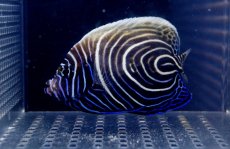 画像2: 【海水魚】【通販】ウズキン(1匹)10-11ｃｍ前後(サンプル画像）（生体）(海水魚)（サンゴ） (2)