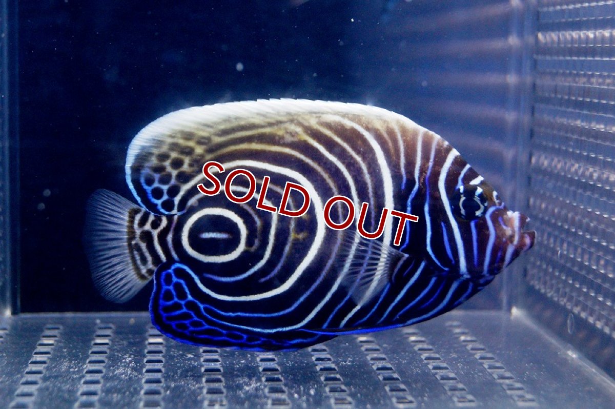 画像3: 【海水魚】ウズキン(1匹)10-11ｃｍ前後(サンプル画像）（生体）(海水魚)（サンゴ） (3)