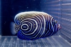 画像3: 【海水魚】【通販】ウズキン(1匹)10-11ｃｍ前後(サンプル画像）（生体）(海水魚)（サンゴ） (3)