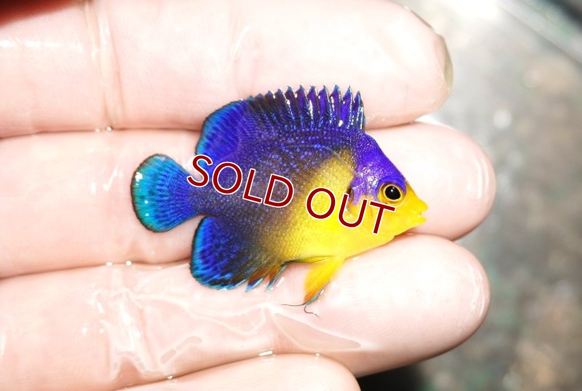 画像2: 【海水魚・ヤッコ】スミレヤッコ（XS〜Sサイズ）【1匹】（±3.5-4cm） (サンプル画像）（生体）(海水魚) (2)