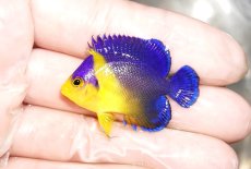 画像1: 【海水魚・ヤッコ】【通販】スミレヤッコ（SM〜Mサイズ）【1匹】（±4.5-5.5cm） (サンプル画像）（生体）(海水魚) (1)